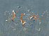 Обои FOXY фото 0
